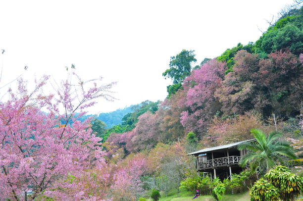 istock Pink Wild Himalayan Cherry in nature 664614648
