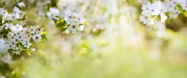 White cherry blossoms in spring sun with tender bokeh