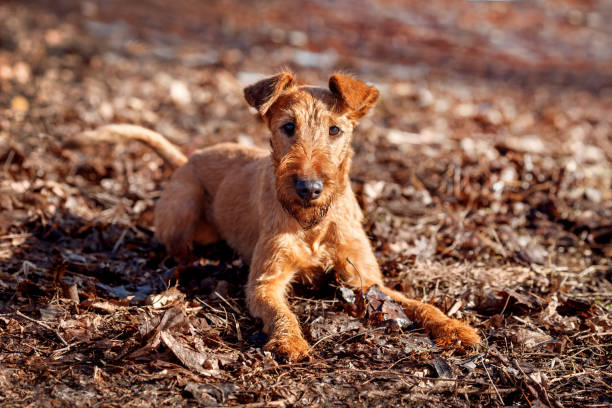 irish terrier s’allonge sur le sol et regarde la caméra - irish terrier terrier dog puppy photos et images de collection