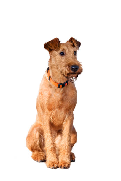 terrier irlandais rouge sur fond blanc - irish terrier terrier dog puppy photos et images de collection