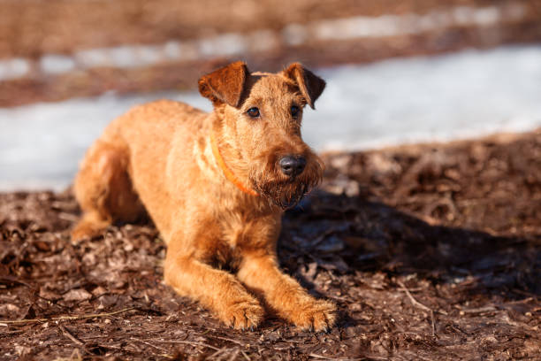 terrier irlandais pose sur le sol et impatient - irish terrier terrier dog puppy photos et images de collection