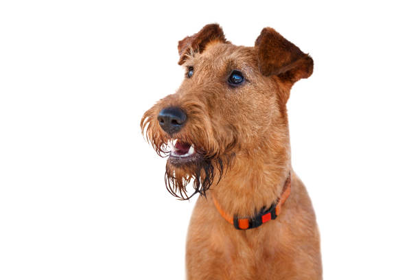 portrait de terrier irlandais closeup sur fond blanc - irish terrier terrier dog puppy photos et images de collection