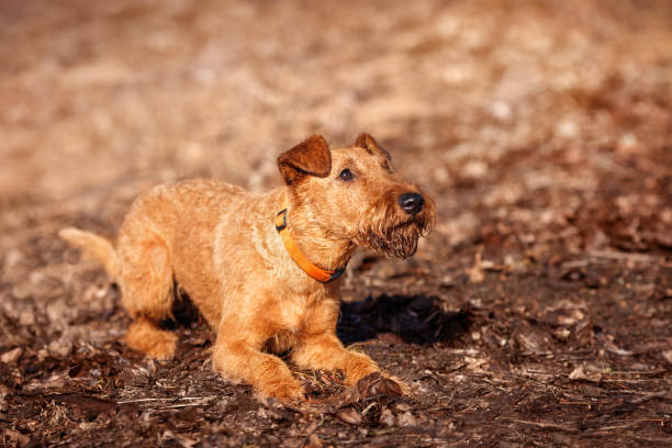 irish terrier s’allonge sur le sol et se prépare - irish terrier terrier dog puppy photos et images de collection