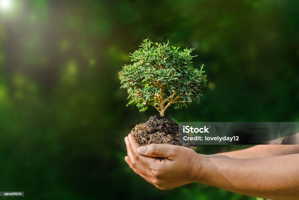 asimiento de la mano pequeña planta sobre fondo verde y sol - Foto de stock de Árbol libre de derechos
