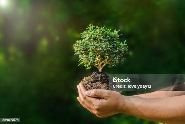 Asimiento De La Mano Pequeña Planta Sobre Fondo Verde Y Sol Foto de stock y más banco de imágenes de Árbol