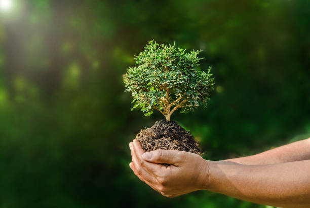istock hand hold small plant on green background and sunshine 664619574