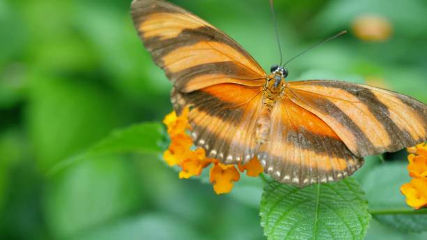istock Orange butterfly on yellow flower. Green background 664622832