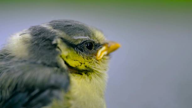 istock Close up of nice little bird on a gray background. 664622836