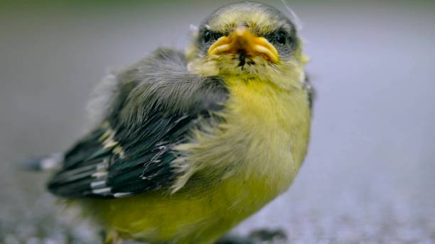 cerca de bonito pajarito sobre un fondo gris. - chirrup fotografías e imágenes de stock