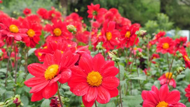 istock Red dahlia in the garden. 664622900