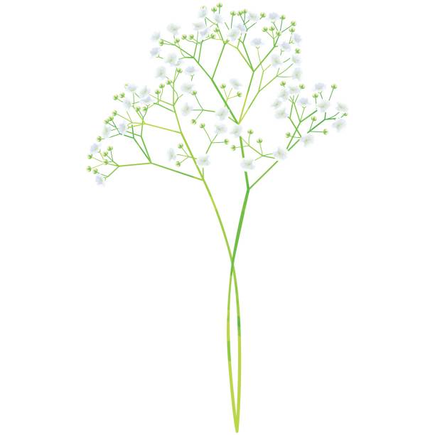 ilustrações de stock, clip art, desenhos animados e ícones de baby's breath - birth flower vector illustration in watercolor paint textures - gypsophila