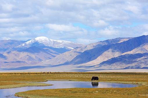 Reflection of grazing yak on lake after beautiful mountain with blue sky and clouds of Western Mongolia. Natural background
