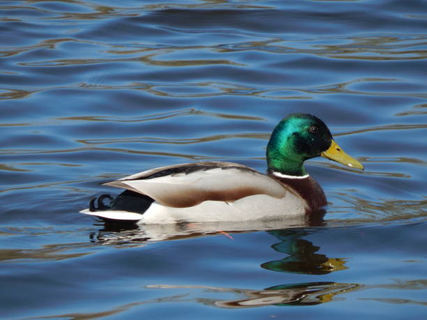 istock Ducks swimming on the water 664626416