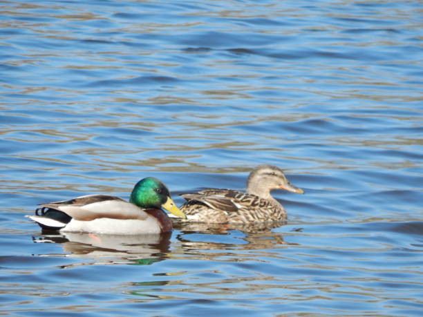 istock Ducks swimming on the water 664626474