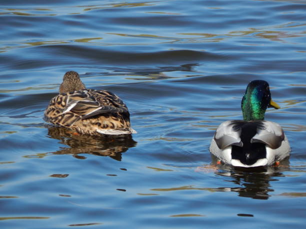 istock Ducks swimming on the water 664626478