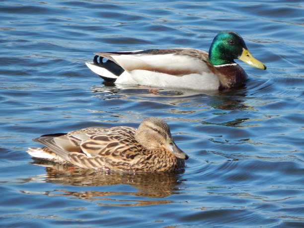 istock Ducks swimming on the water 664626552