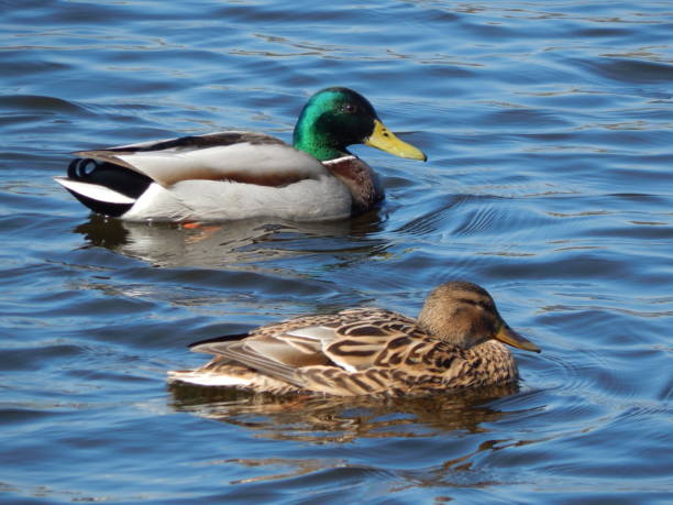 istock Ducks swimming on the water 664626558