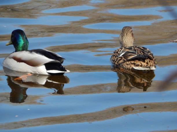 istock Ducks swimming on the water 664626720