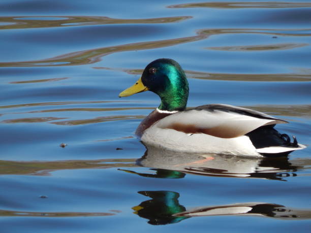 istock Ducks swimming on the water 664626820