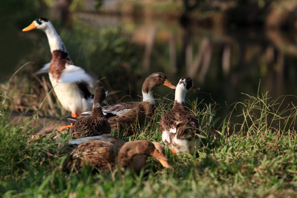 istock Ducks in the grasses 664626942