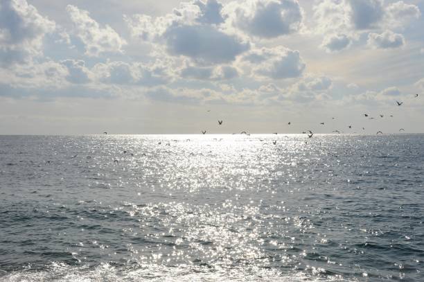 istock Flying seagulls on the Mediterranean, Lloret de Mar - Spain 664627204