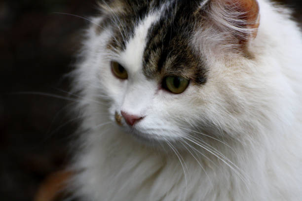 istock Big fluffy white cat with spots close up. 664627768