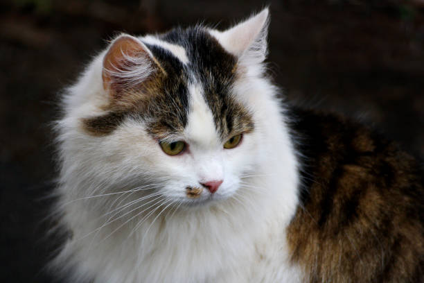 istock Big fluffy white cat with spots close up. 664627772