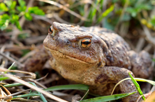 istock Large earth toad hunts from shelter in the dry grass 664627836