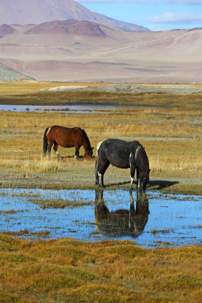 istock Horse eating grass and water on lake 664630174