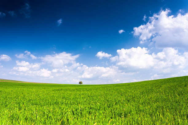 istock Small tree in the middle of a vast green field 664630522