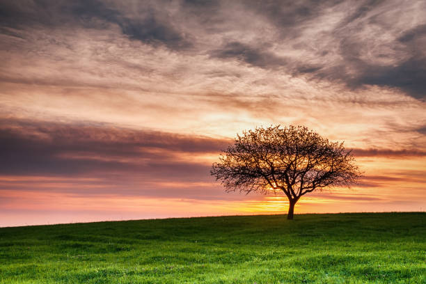 istock Lonely tree in the middle of a field at sunset 664630528