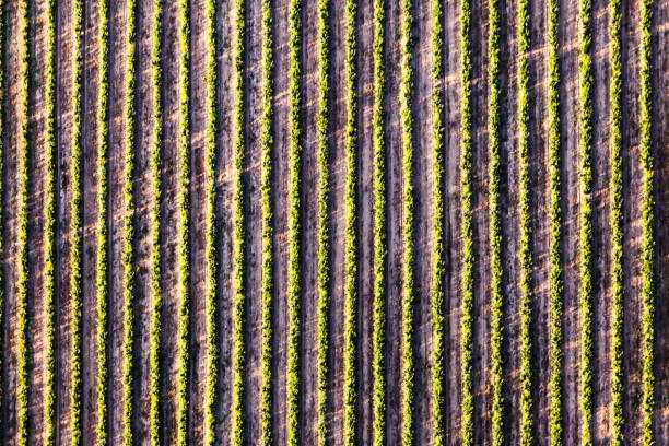 istock Geometrical lines of crops 664630606
