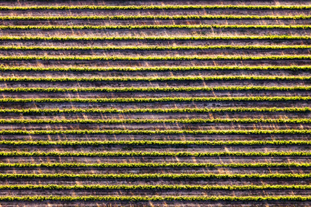 istock Geometrical lines of crops 664630614