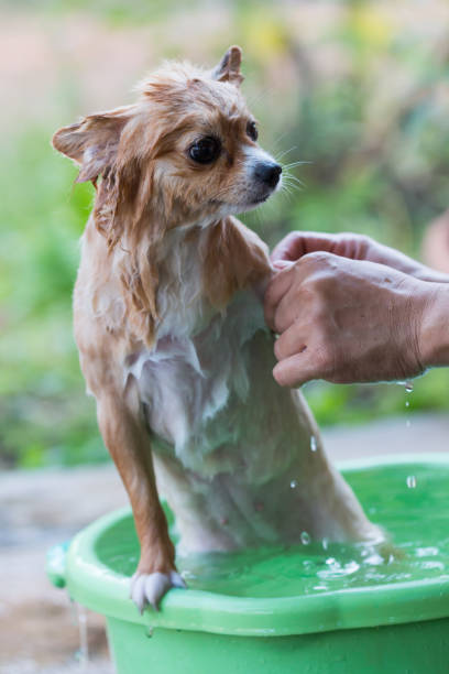 istock Washing on pomeranian dog having a shampoo bath 664631422