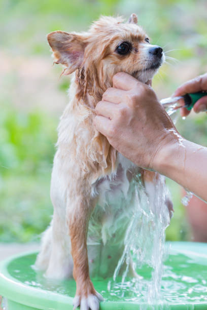 istock Washing on pomeranian dog having a shampoo bath 664631464