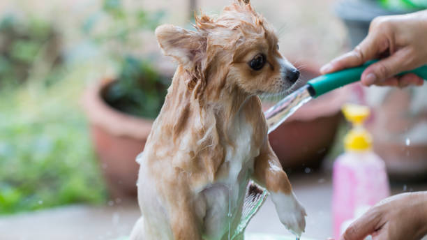 istock Washing on pomeranian dog having a shampoo bath 664631470