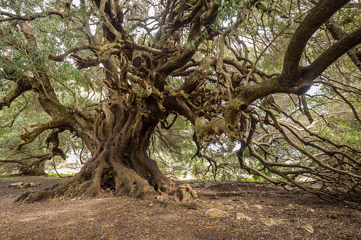 Árbol de olivo milenario photo