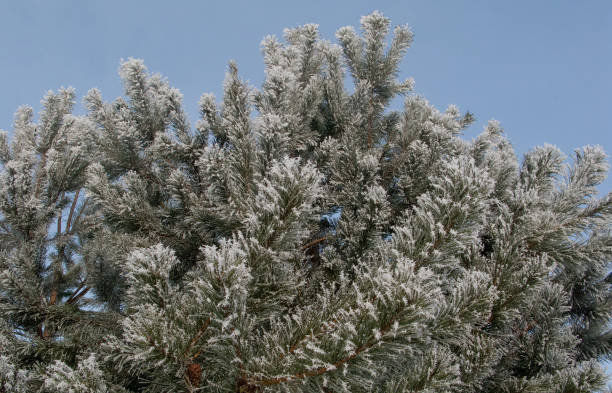 Stars ice frost on the trees, in winter Blue frosty morning. Needles of hoarfrost on the trees. Winter, the air temperature more than twenty-five degrees below zero. april showers may flowers stock pictures, royalty-free photos & images