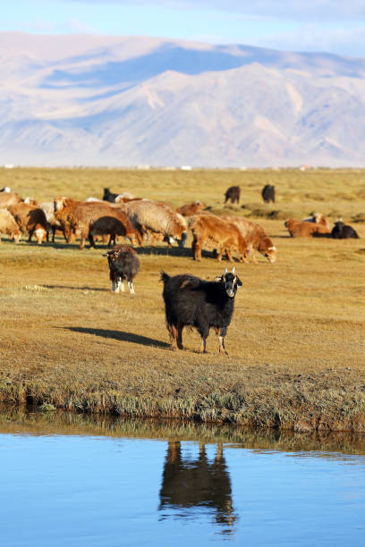 istock Herd of goats and sheeps in meadow 664637546