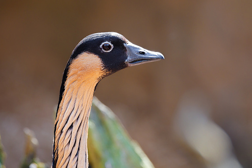 close up head portrait of Hawaiian goose (Branta sandvicensis)