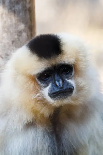 Primatte Yellow-cheeked gibbon (Nomascus gabriellae), close up portrait