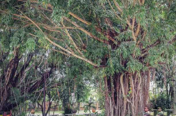 istock Banyan Big trees near high 664638890