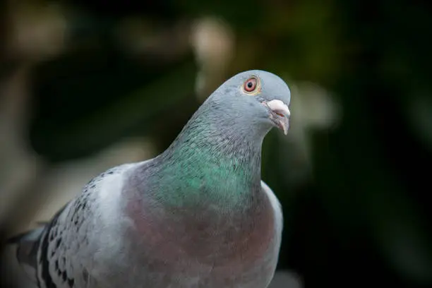 Photo of close up beautiful sport racing pigeon bird outdoor