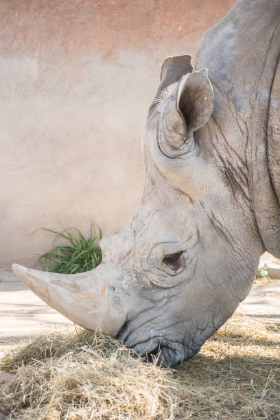 istock Rhinoceros eating grass, Ceratotherium Simun 664639548