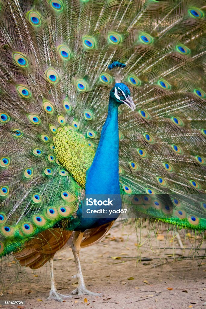 Image Of A Peacock Showing Its Beautiful Feathers Wild Animals Stock Photo  - Download Image Now - iStock