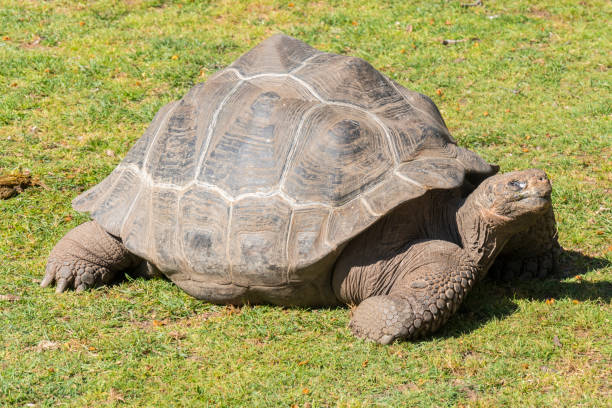 istock Giant tortoise basking in the sun, Tortoise Aldabra giant 664639794