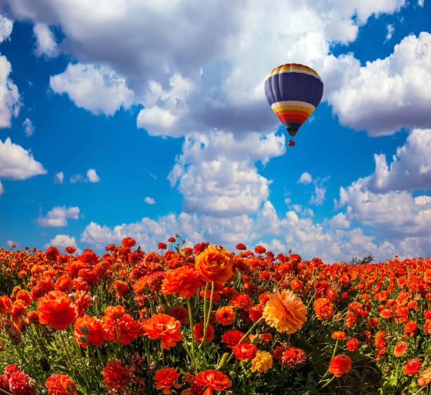 istock The blossoming fields of red buttercups 664643126