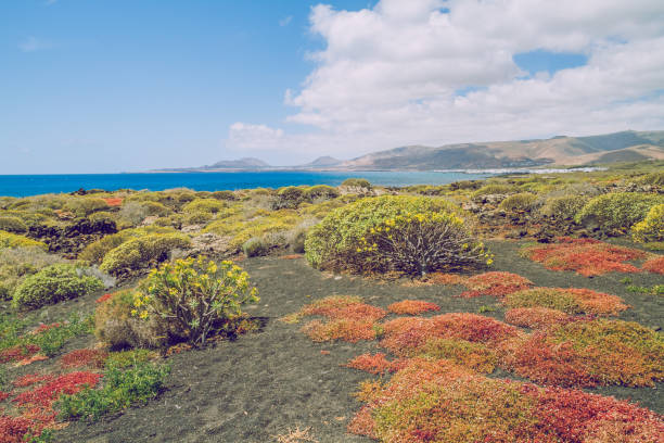 istock Beautiful evening in canary islands. 664643222