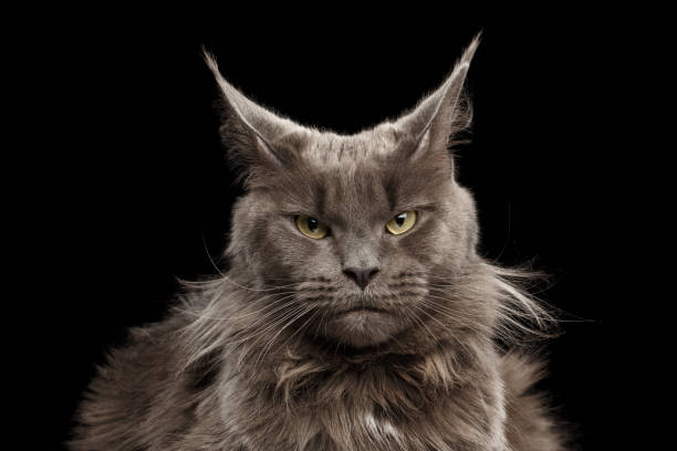 istock Close-up Portrait Maine Coon Cat on Black Background 664650050