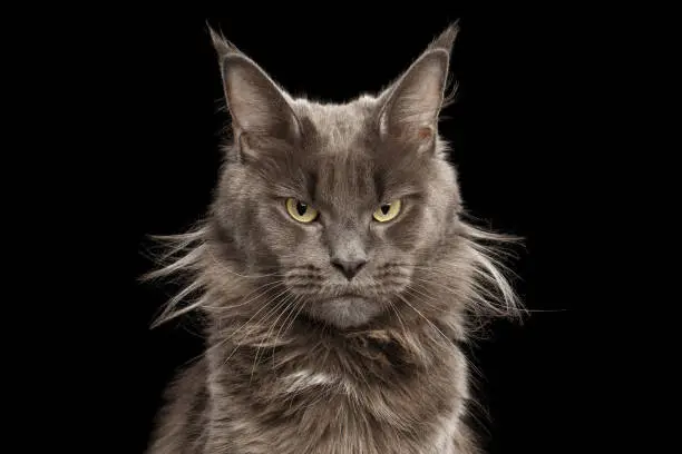 Close-up Portrait of Angry Gray Maine Coon Cat Grumpy Looking in Camera Isolated on Black Background, Front view